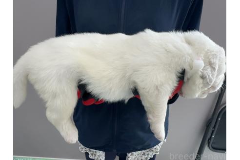 販売中の千葉県のグレートピレニーズ-394917の9枚目
